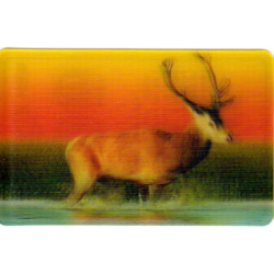 CARTE  03 CERF ÉLAPHE -...