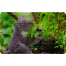 CARTE  04 KOALA -...