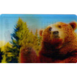 CARTE  05 GRIZZLI -...