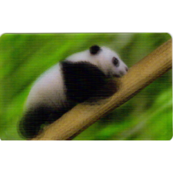 CARTE  06 PANDA -...