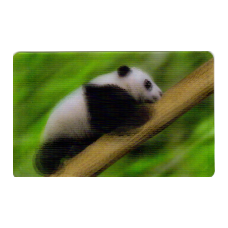 CARTE  06 PANDA - Collection 2014 - Animaux 3D