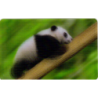 CARTE  06 PANDA - Collection 2014 - Animaux 3D