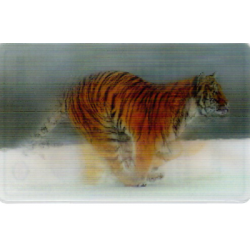 CARTE  07 TIGRE DE SIBÉRIE...