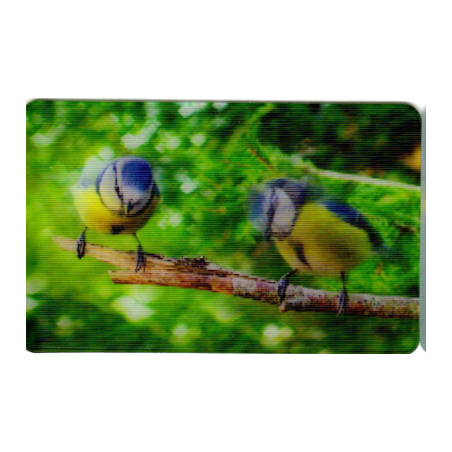 CARTE  08 MÉSANGE BLEUE - Collection 2014 - Animaux 3D