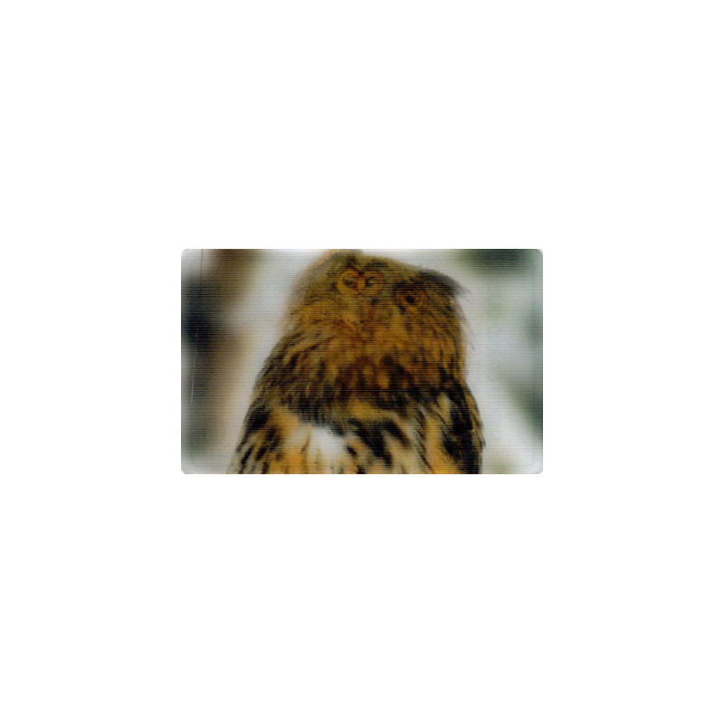 CARTE  10 HIBOU GRAND-DUC - Collection 2014 - Animaux 3D