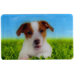 CARTE  14 JACK RUSSEL -...