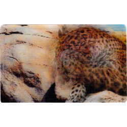 CARTE  28 JAGUAR -...