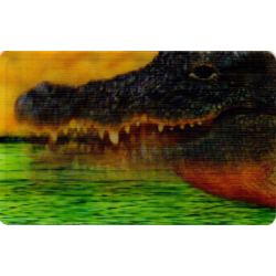 CARTE  29 CROCODILE -...