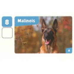 VIGNETTE  8 MALINOIS -...