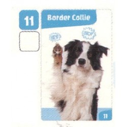 VIGNETTE  11 BORDER COLLIE...