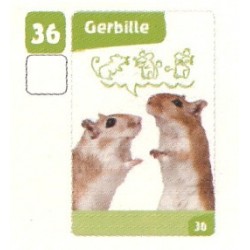 VIGNETTE  36 GERBILLE -...