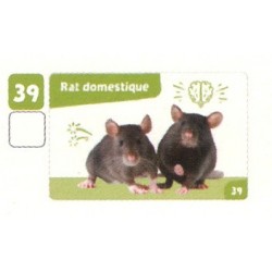 VIGNETTE  39 RAT DOMESTIQUE...