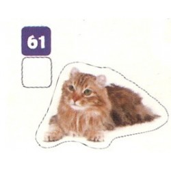 VIGNETTE  61 AMERICAN CURL...