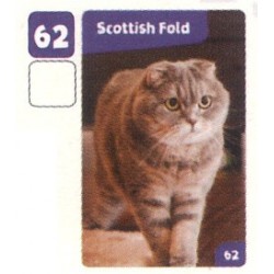 VIGNETTE  62 SCOTTISH FOLD...