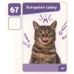 VIGNETTE  67 EUROPÉEN TABBY...